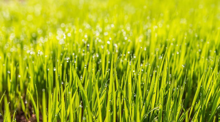 Apprenez à semer de l'herbe en quelques minutes