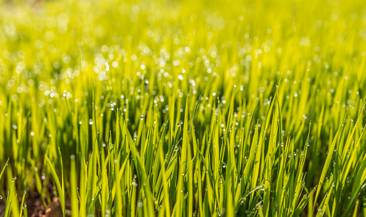Apprenez à semer de l'herbe en quelques minutes