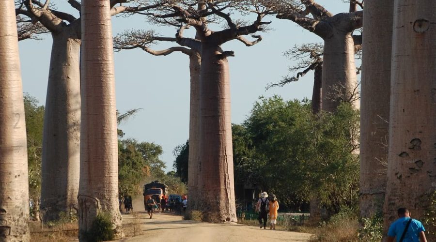 Voyager en famille à Madagascar : 5 activités inoubliables